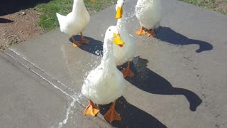 Watering the Ducks