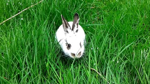 Rabbit Enjoys Fresh Grass