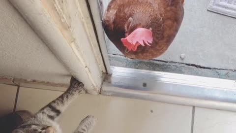 Cunning Kitten Spars with Chicken