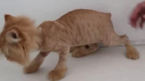 Grooming a cat and lion cut