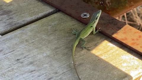 Gorgeous Florida Anoles Admired By My Son and I.