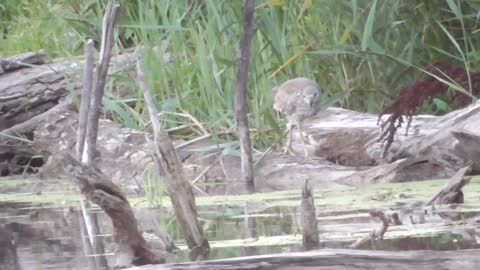 156 Toussaint Wildlife - Oak Harbor Ohio - Beautiful American Bittern