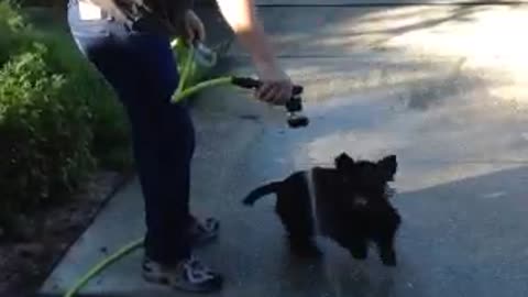 Scottish Terrier chases water hose