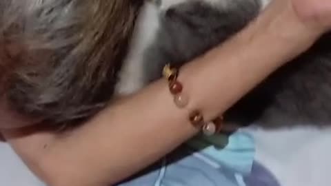 My cute cat "moi " playing my moms hair and get crazy