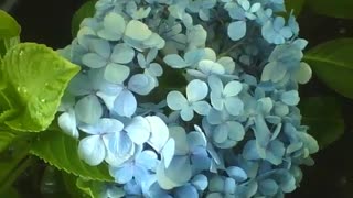 Um buquê de hortênsia azul na floricultura, muito bonita [Nature & Animals]
