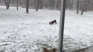 Shih Tzu and Boxer Playing in the Snow