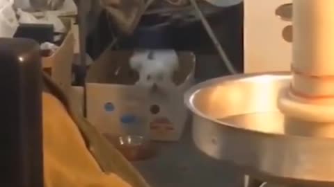 Jump Around Dog in Box