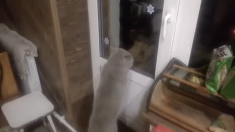 Kitty Sees Neighbor Cat Nemesis At Front Door So Funny