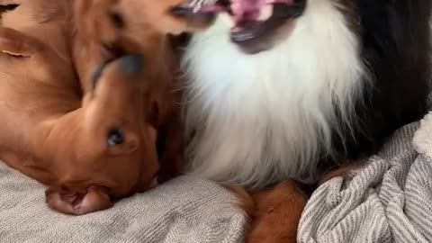 Cute Dachshund Demands Kisses