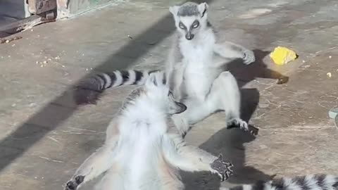 wonderful animal, tiktok, ring lemur, sun tailed lemur, ring tailed lemur.