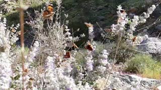 Butterflies in Slow Motion