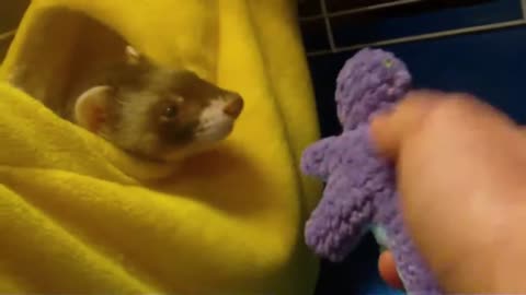 A pointless video of a baby ferret and a squeaky dino