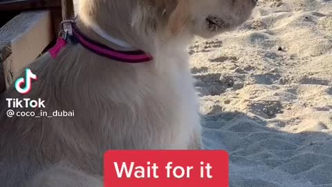 Dog on the beach1