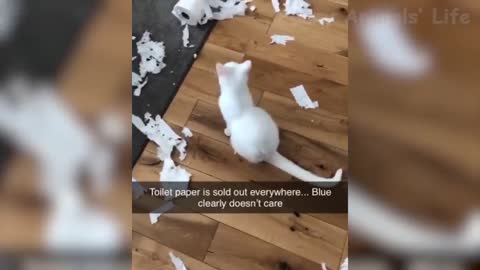 Funny Animal Videos that Make Me Burst Into Tears Laughing 😂 (CUTE) Mr Mouse