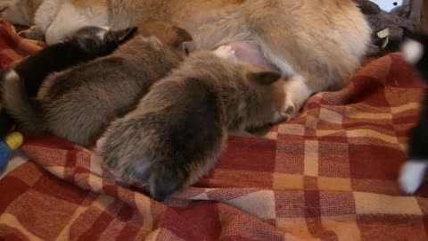 Dogs breastfeeding their mother is a very wonderful sight