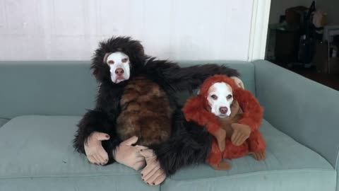 Funniest Dog Halloween Costumes Compilation: Funny Dogs Maymo, Potpie & Penny Trick-orTreat Bonanza