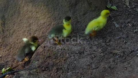 beautiful duck birds pets