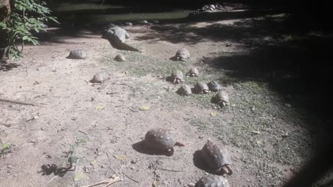 A mother tortoise taking her puppies for a walk among the alligator