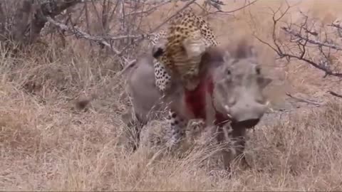 Leopard hunting wrathog