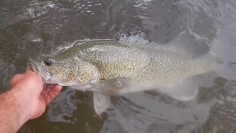 Australian River Cod Fishing Camping Adventure