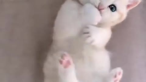 Cute and funny cat video like