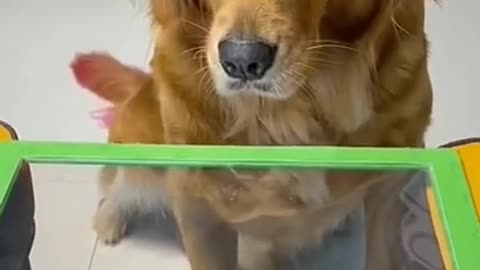 🤣 Funniest 🐶 Dogs - Awesome Funny Pet Animals Videos 😇 #shorts