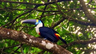 Ramphastos Tucanus