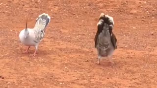 Pair of Pigeons Perform in Unison