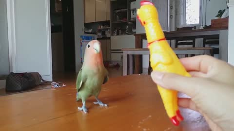 Do you like such a cute parrot?