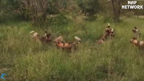 Wild animal fight