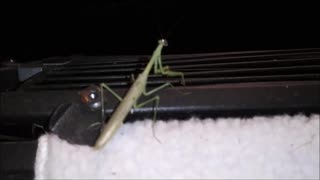 😲 Preying Mantis Comes to Visit ❤