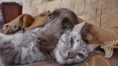 Cute Dog And cute Cat Sleeeing togather very Amazing Scnce