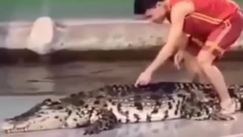 Tickle the crocodile