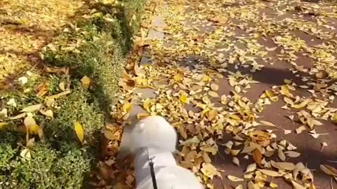 The dog walks in the autumn forest