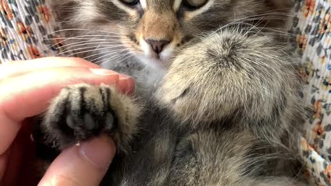 cute kitten falls asleep