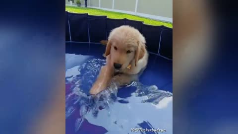 Golden Retriever Puppy: cutest moments