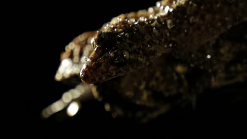 Gecko lizard close up
