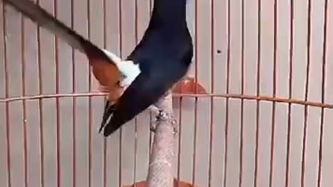 Funny bird video