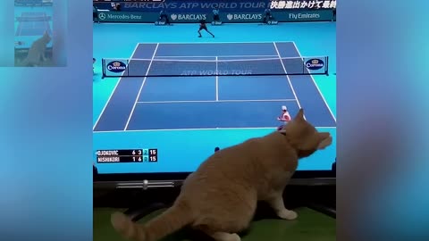 A cat who likes to watch tennis matches