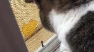 Black cat trying to get dead leaf from screen door