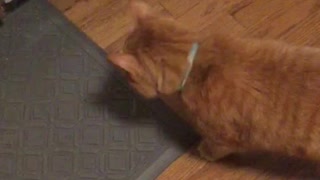 Hungry kitty - like a timed event
