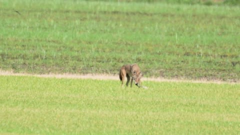 Coyote jumps/chases Turkey Vultures away from duck prey