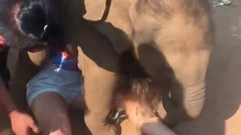 Baby elephant is fighting a girl