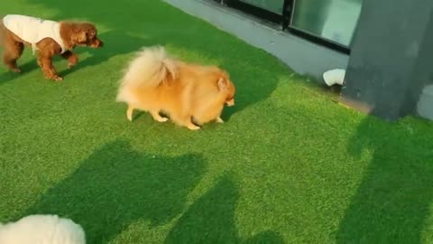 Pomeranian Jjanggun, a dog playing with friends on the lawn.