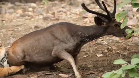 Tiger_Hungting_Deer_And_Eat_Deer___Tiger_VS_Deer_R