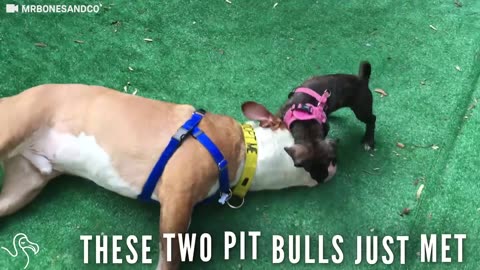 Tiny Pit Bull Meets Huge Pit Bull