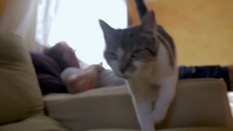 A gray and white domestic shorthaired cat jumps over a man lying down and walks towards the camera