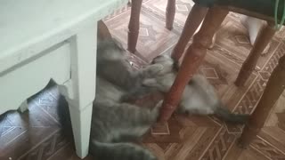 Kitty playing and cat