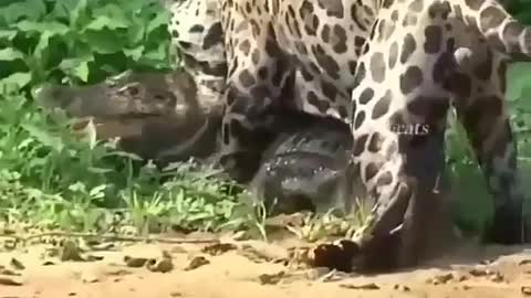 Cheetah Eat Crocodile | Check this out