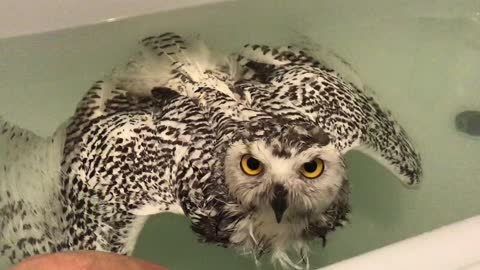 Snowy owl confused